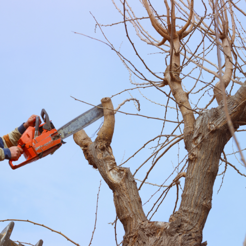 Tree trimming and tree removal in MI