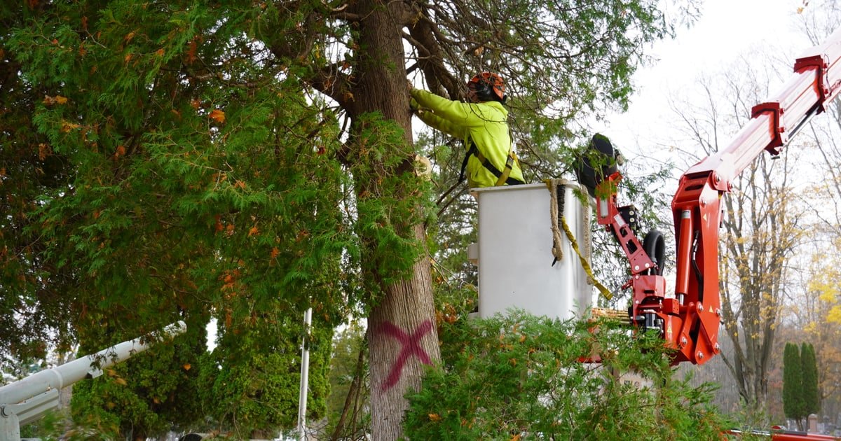 Tree service in Belding, MI by Ole Man RB's