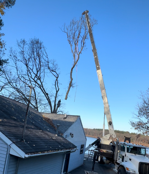 Crane Tree Removal Services in Greenville MI