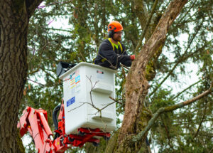 Read more about the article How to Prevent Tree Damage During Michigan’s Fall Storm Season