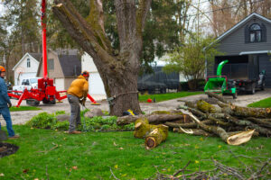 Read more about the article What to Expect During a Professional Tree Removal in Michigan
