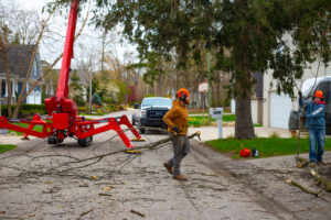 Read more about the article September Tree Care in Michigan: Tree Pruning, Trimming & Removal Checklist