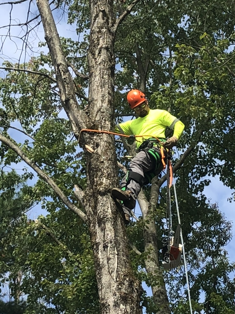 Read more about the article Safeguard Your Home This Winter: Expert Emergency Tree Removal Near Grand Rapids, MI