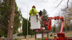 Read more about the article From Winter to Summer: Ole Man RB’s Comprehensive Year-Round Tree Services