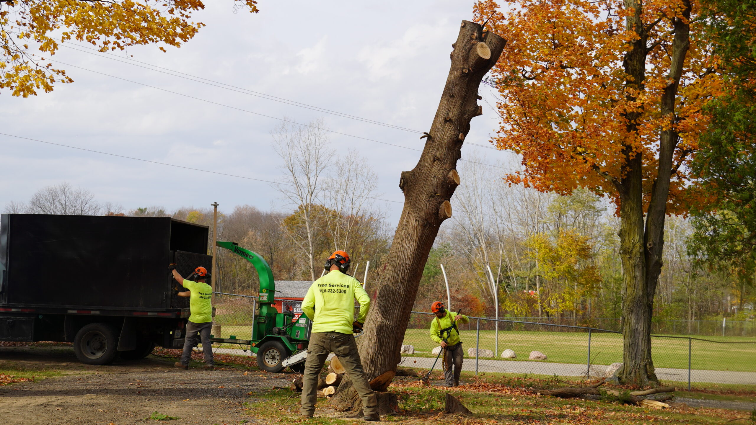 Read more about the article Understanding Tree Removal Costs in Belmont, MI