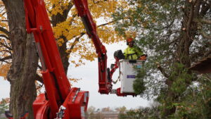 Read more about the article Emergency Tree Removal in Michigan: What Homeowners Need to Know