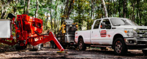Read more about the article Why You Should Remove Dead Trees During Michigan’s Warm Seasons