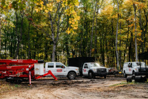 Read more about the article How Regular Tree Inspections Can Prevent Expensive Emergencies
