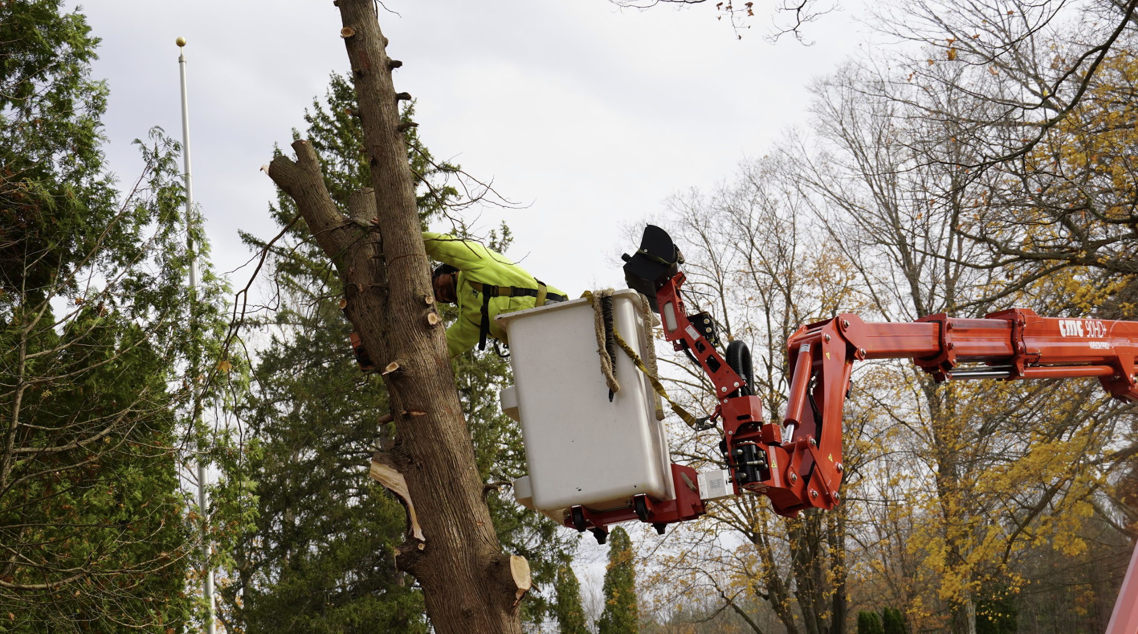 You are currently viewing The Hidden Dangers of Leaning Trees: When to Act Before It’s Too Late