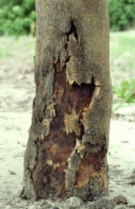 Read more about the article How to Spot Tree Fungal Infections Before They Spread