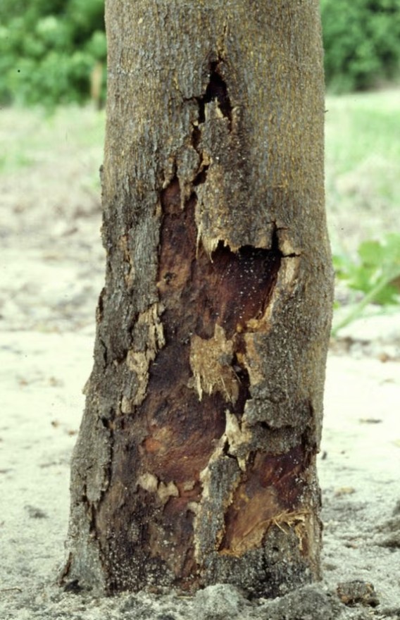 Read more about the article How to Spot Tree Fungal Infections Before They Spread