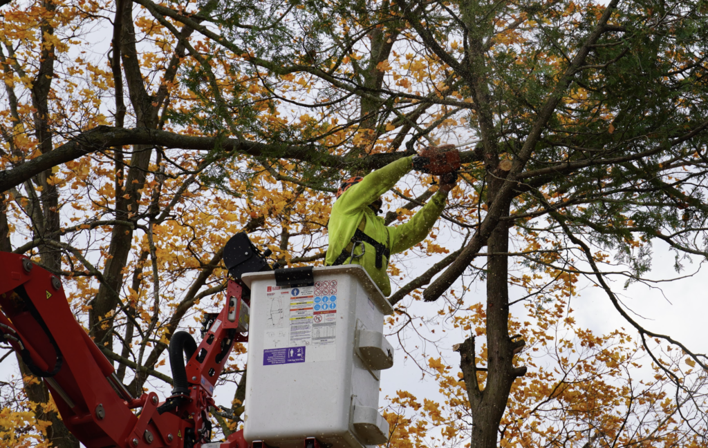 5 Factors That Influence the Cost of Tree Removal - Ole Man RB's Tree ...