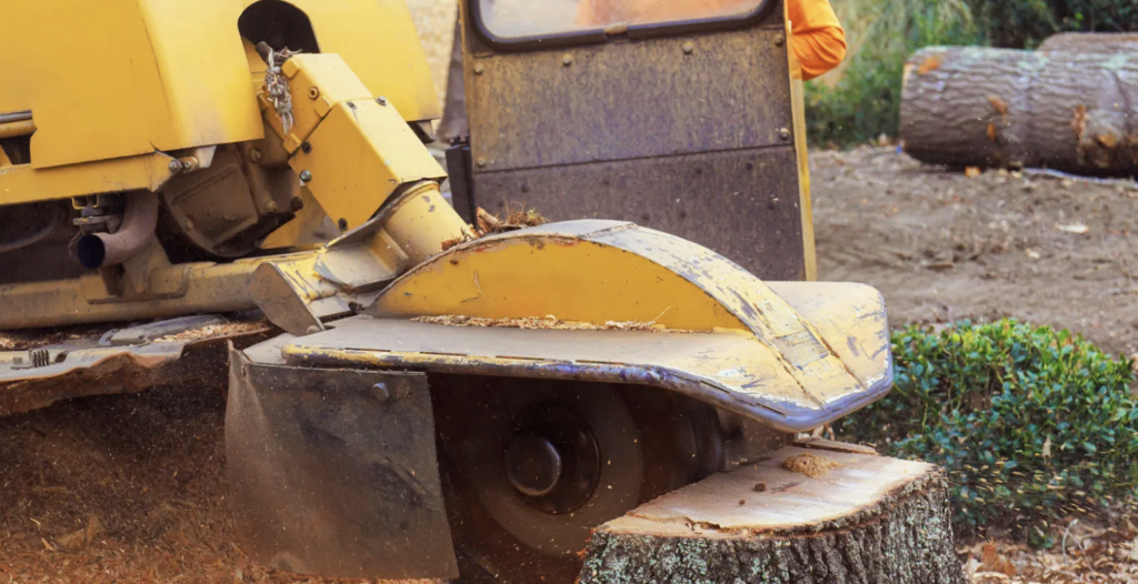 Understanding Stump Grinding vs. Stump Removal: Which Is Right for You ...