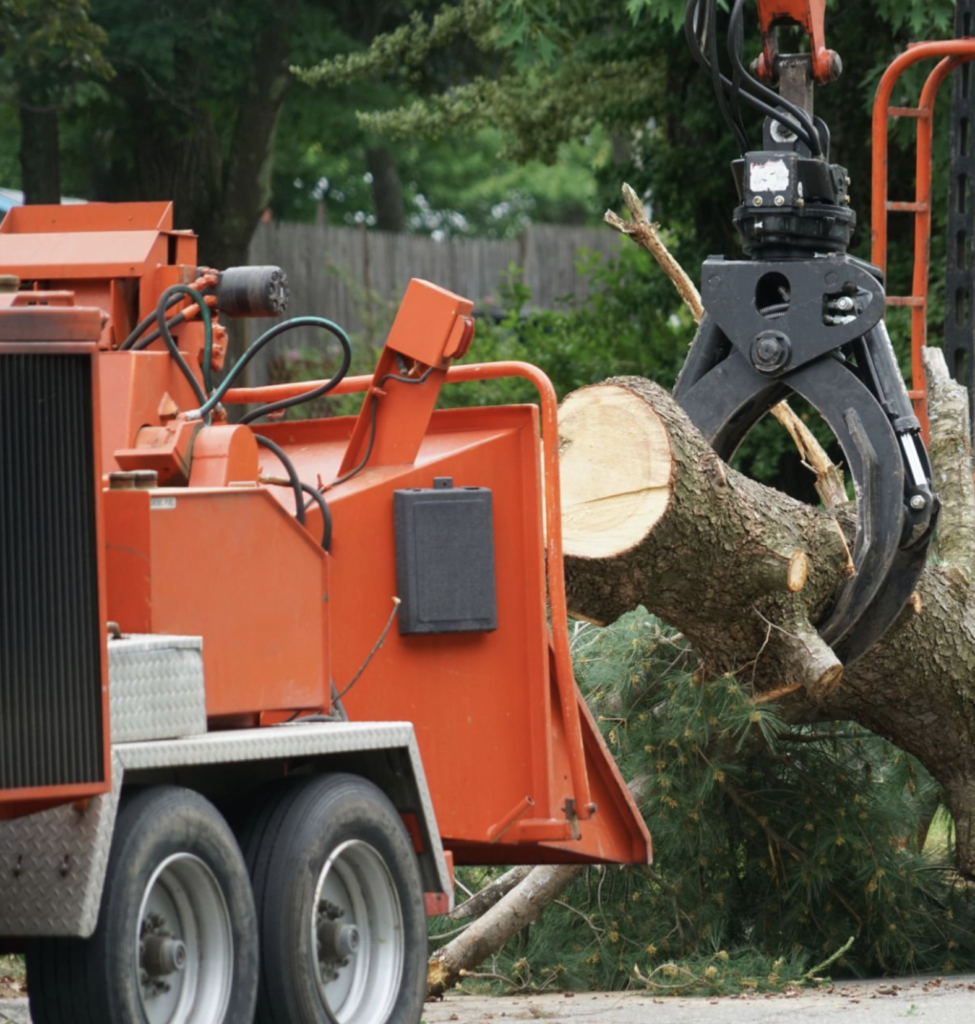 5 Signs Your Tree Needs Removal Before It Becomes Dangerous - Ole Man ...