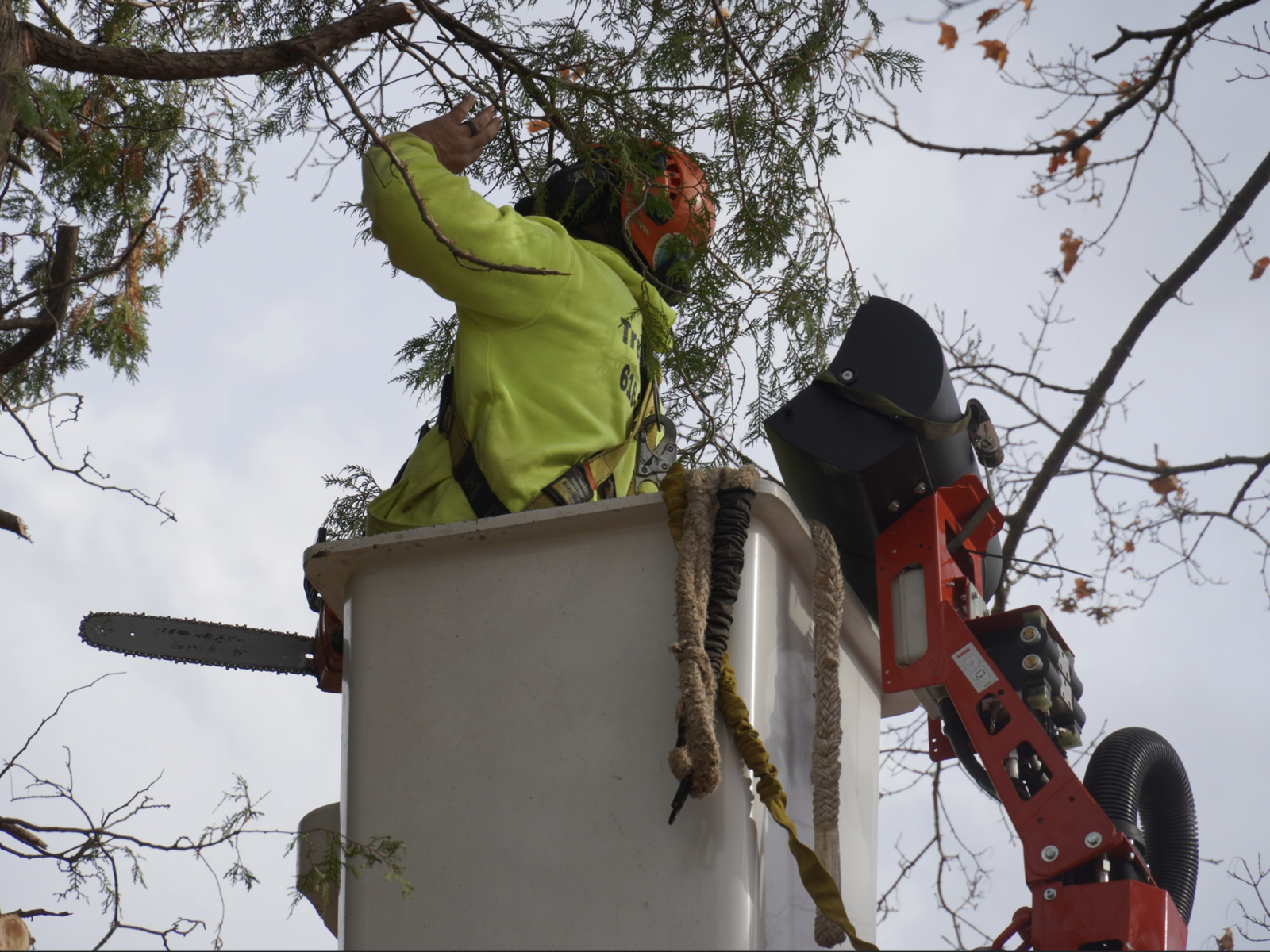 How Professional Equipment Makes Tree Removal Safer and More Efficient ...